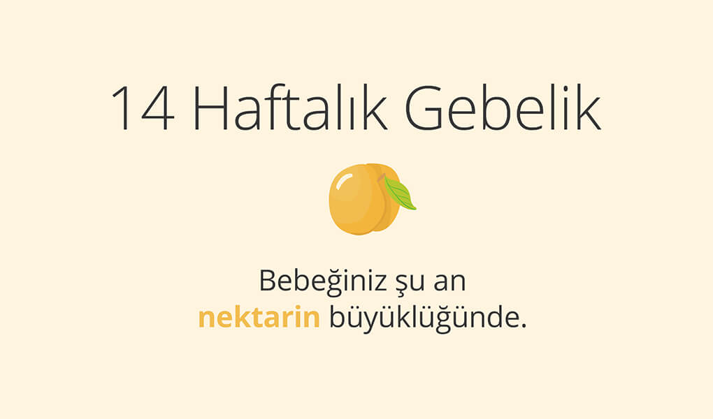 14. haftada bebek nektarin büyüklüğünde