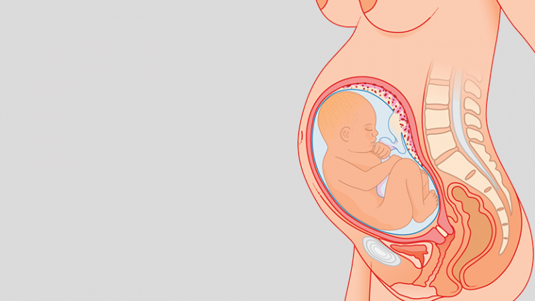 gebeliğin 10. ayı: bebeğin anne karnındaki görüntüsü