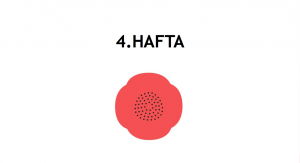 gebeliğin 4. haftası - hafta hafta gebelik
