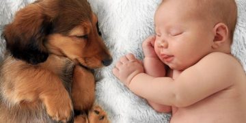 bebek ve köpek uyuyor